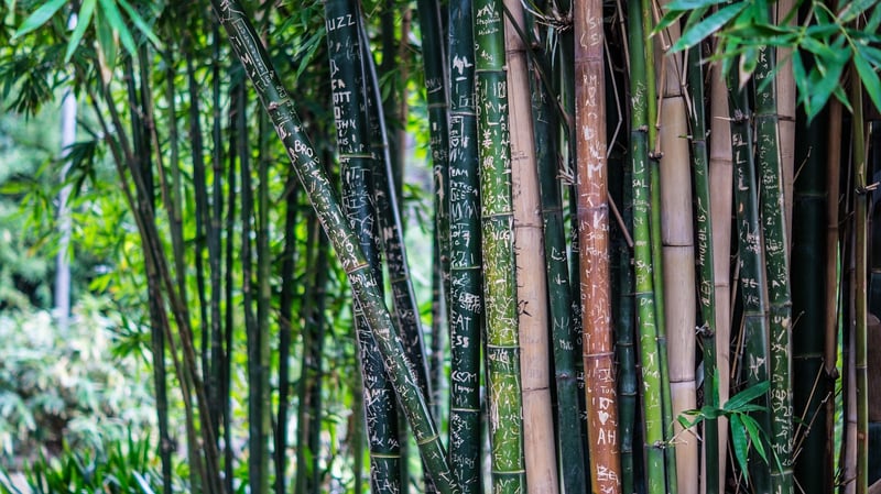 Bamboo Fence