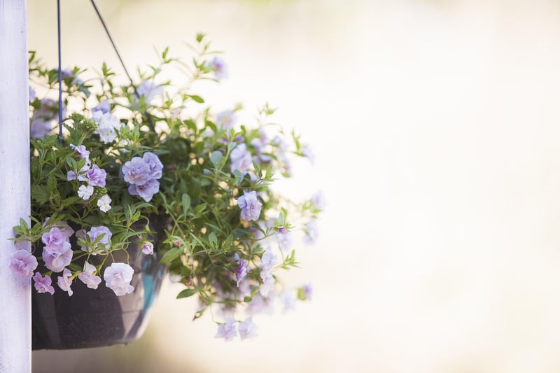 Hanging Plants
